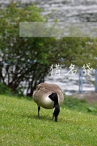 借名贷款逾期 换不上咋办 借名贷款逾期 换不上咋办